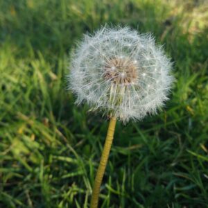 orelian-flower-4980211